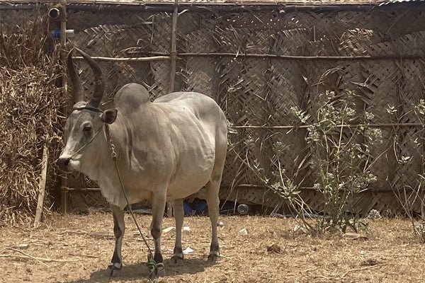 Organic Desi Kangeyam Cow Dung Cake - Svastya Organic Farms