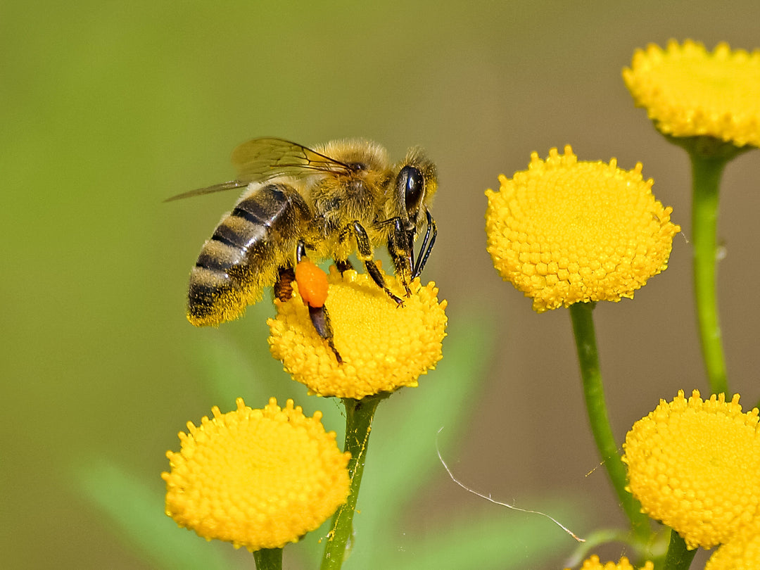 Unlock the Power of Wild Forest Raw Honey