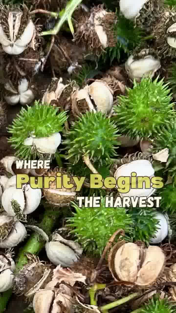 Why Truly Organic Food Doesn’t Look Perfect (And Why That’s a Good Sign) - Svastya Organic Farms