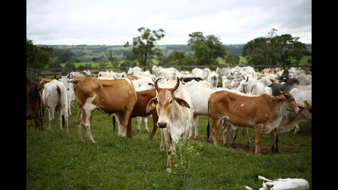 Gomayakashtam - Svastya Organic Farms