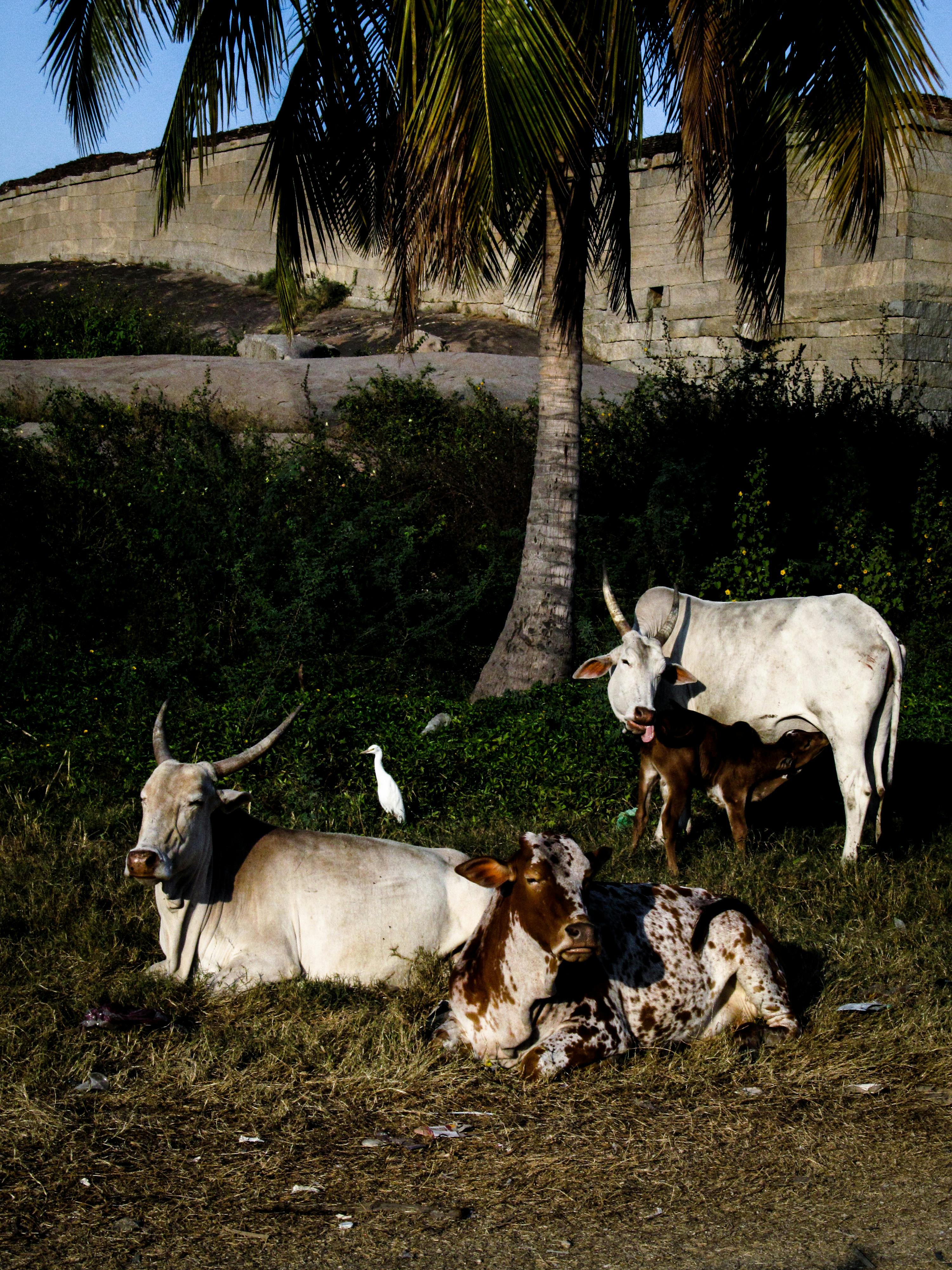 Organic Desi Cow A2 Ghee