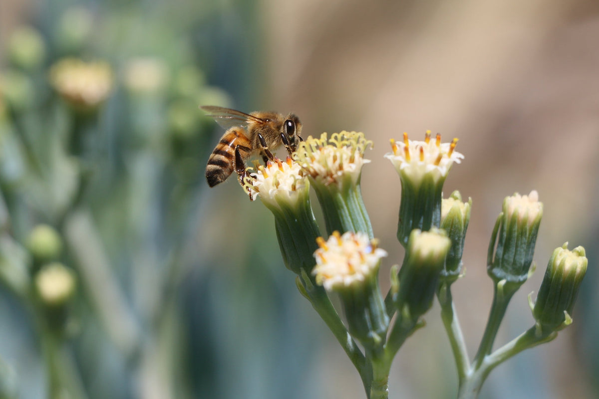 Wild Forest Raw Honey