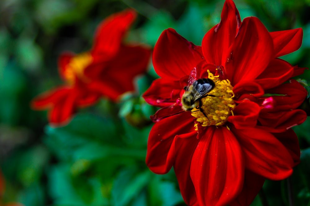 Wild Honey - Bee Type