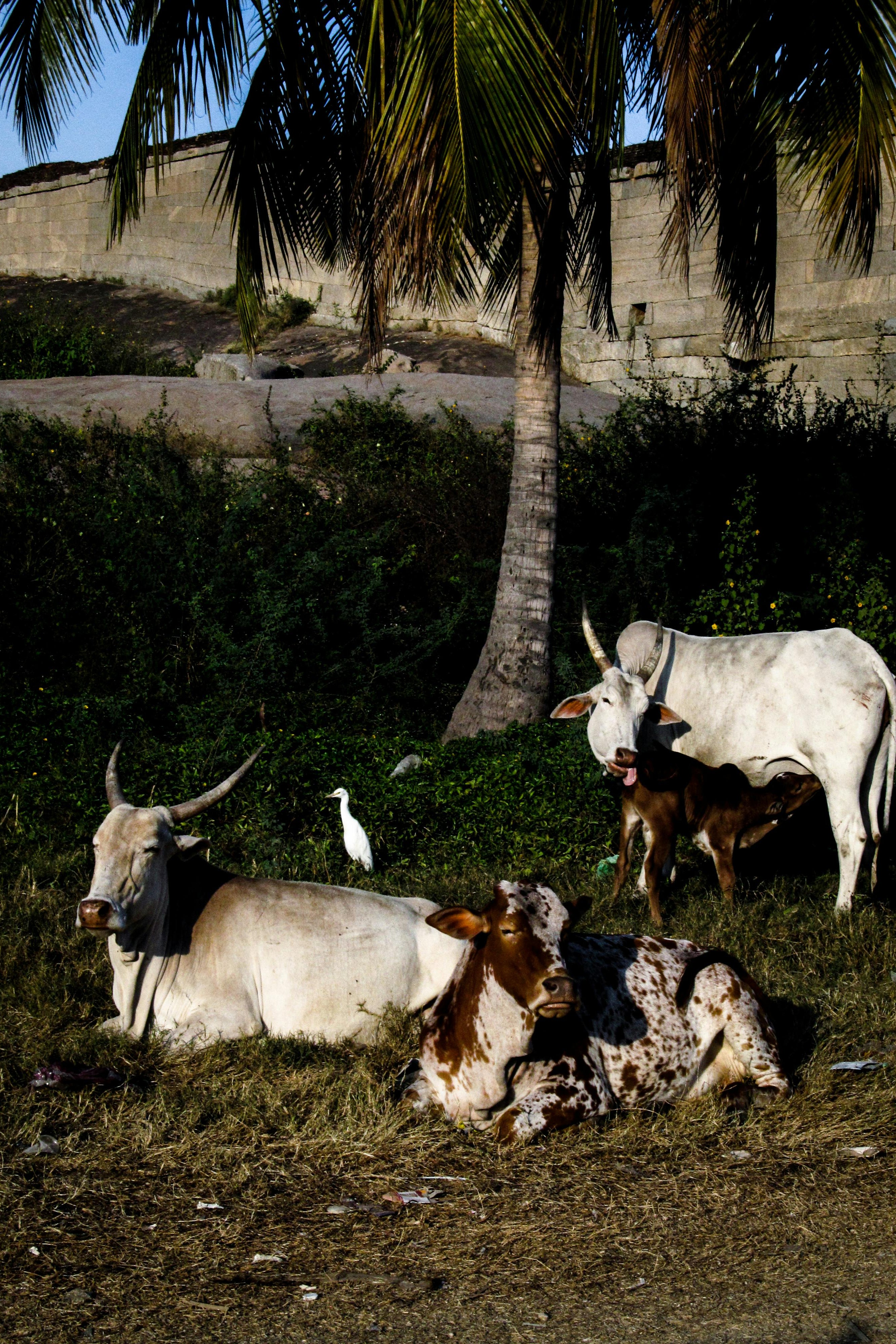 Desi_Cows_Resting
