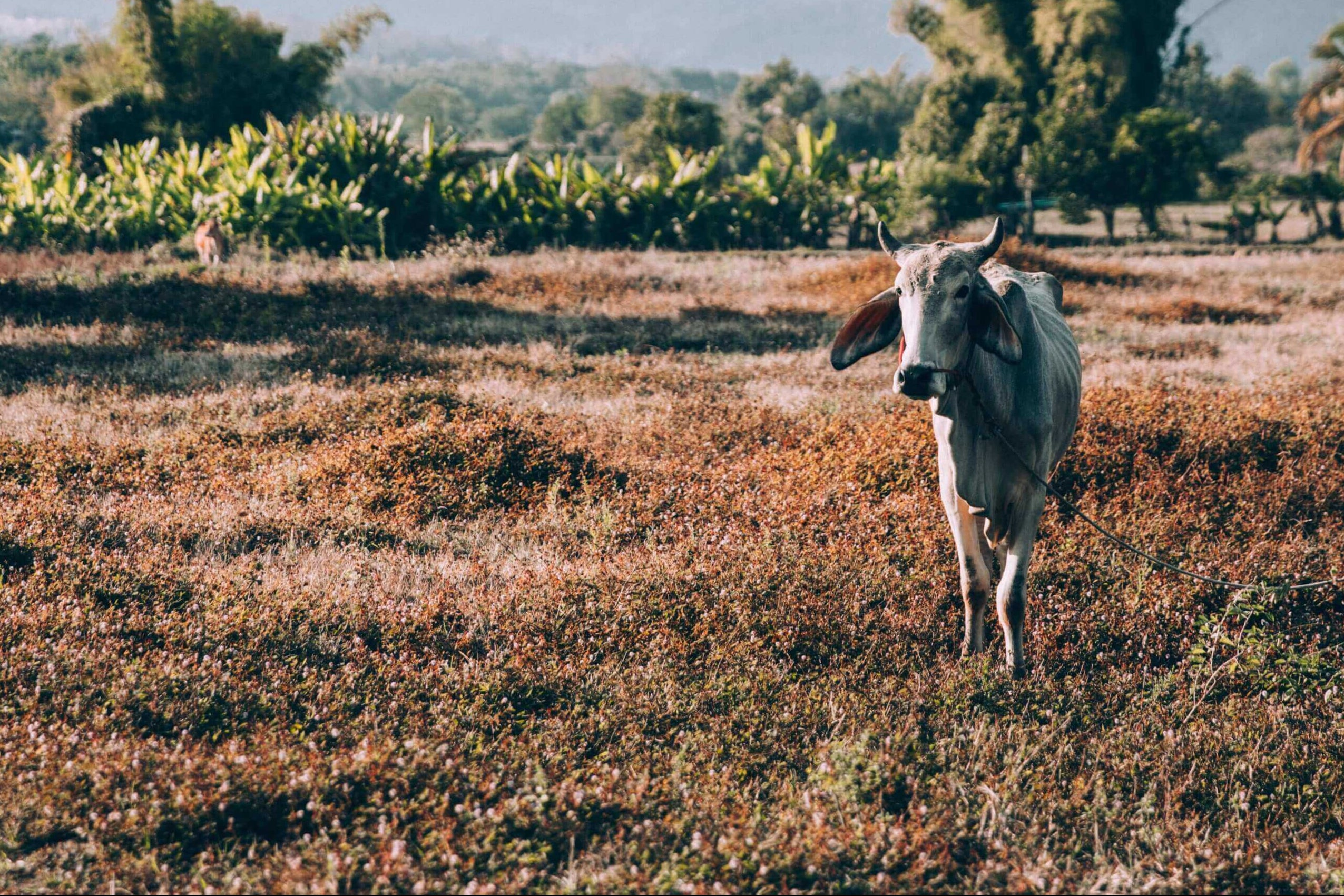 Desi indian cow a2 ghee - Svastya Organic Farms