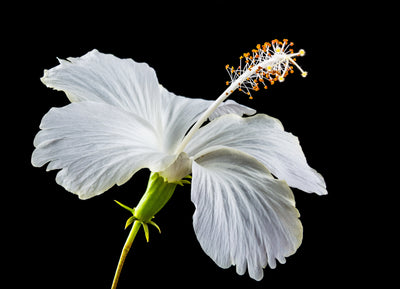 Organic White Hibiscus Petal Powder