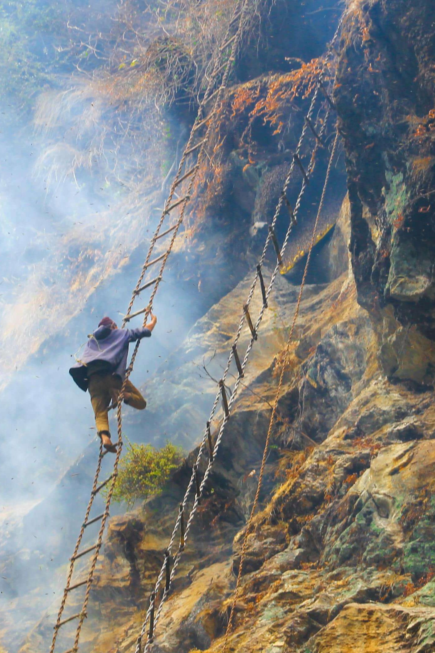 Wild_Honey_Hunting-mobile