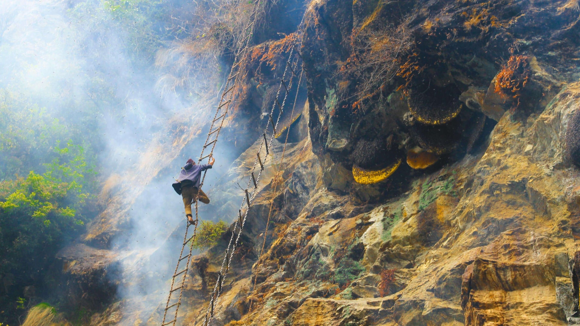Wild_Honey_Hunting